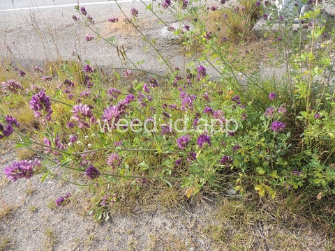 alfalfa